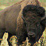 Bobby the Buffalo - @bobby_the_buffalo Instagram Profile Photo