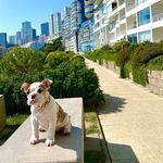 Bonnie - @bonnie_bulldog.ingles Instagram Profile Photo