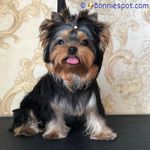 Adorable Yorkie Puppy - @_bonnie_johnson Instagram Profile Photo