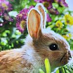 Bonnie Marquardt - @bunnies_blankets Instagram Profile Photo