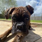 Boycie Walton - @boycieboy_the_boxer Instagram Profile Photo