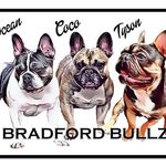bradford bullz french bulldogs - @bradfordbullz Instagram Profile Photo
