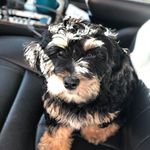 Bentley Silver - @bentley_brows Instagram Profile Photo