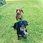 Bently And Royce - @bently.and.royce.sausage.dogs Instagram Profile Photo