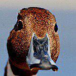 Brian Huber - @birdyologist Instagram Profile Photo