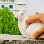 Brand_less_pigeons - @brand_less_pigeons Instagram Profile Photo