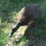 Brownie Rose McBride - @brownie_the_duck Instagram Profile Photo