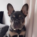 Bruce Cross - @bruce_the_frenchie2020 Instagram Profile Photo