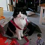 alanna and mischief and socks and bruce - @mischief20192022 Instagram Profile Photo