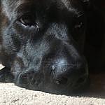 Buddy Fletcher - @buddy.fletch.dog Instagram Profile Photo