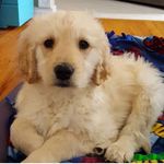 Buddy Gates - @buddy_g_goldendoodle Instagram Profile Photo