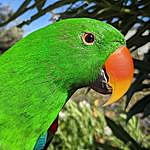 Buddy the Eclectus Parrot - @buddy_eclectus Instagram Profile Photo