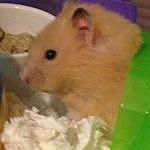 Buddy Reese - @buddy_reese_the_hamster Instagram Profile Photo