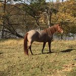 Clay Buford - @buford_hill_ranch Instagram Profile Photo