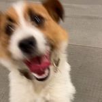Buffy The Jack Russell Terrier - @buffy_the_jrt Instagram Profile Photo