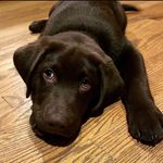 Buford Benson - @buford_the_chocolate_lab Instagram Profile Photo