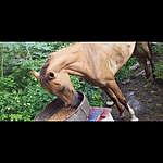 pitt_bull - @pitt_bullcaminhador Instagram Profile Photo