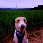 Buster collins - @buster_the_wippet Instagram Profile Photo
