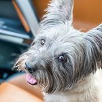 Buster Mullins - @busterm_the_cairn Instagram Profile Photo