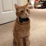 Alvin Joshua Pearcy - @cat_prince_alvin Instagram Profile Photo