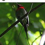 back to nature_ecolodge_carita - @sundastraitbirdingtour Instagram Profile Photo