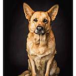 Carrie McIntosh - @candcphotographydogportraits Instagram Profile Photo