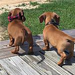 Cash and Oliver - @cash_oliver_dachshunds Instagram Profile Photo