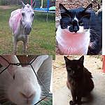 Celeste, Thor, Athena, Harry - @animais_.loucos Instagram Profile Photo