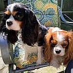 Cavalier King Charles Spaniel - @cavalier__puppies_4_adoption Instagram Profile Photo