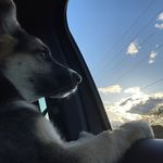 Bailey Chan - @baileychan.gsd Instagram Profile Photo