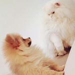 Chanel spitz e Snow persa - @chanel__snow Instagram Profile Photo