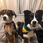 Charlee and Rocky - @charleeandrocky_bordercollies Instagram Profile Photo
