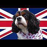 Cavaliers Come Walk with Me - @king_charles_cav_berkshire Instagram Profile Photo