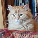 Oscar Charles LaBounty - @oscar.the.orange_cat Instagram Profile Photo