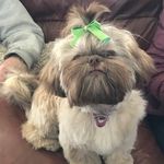 Charlee Laubach - @charlee_the_shihtzu Instagram Profile Photo