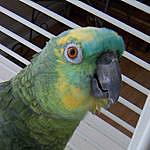 Charles P. Parrot - @charles_p_parrot_series Instagram Profile Photo