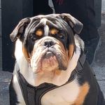 Charles Trexler - @right_turn_clyde_bulldog Instagram Profile Photo