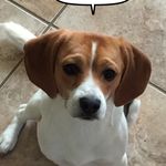 Charlie Waybright - @dogs_n_dogs_n_dogs Instagram Profile Photo