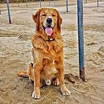 Charlie the Golden Boy - @alb_golden_charlie Instagram Profile Photo