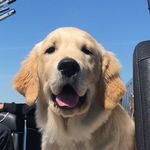 CHARLIE   |   The Golden Boy - @charlieboy_thegolden Instagram Profile Photo