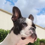 Charlotte Steinmann - @charlottestdog Instagram Profile Photo