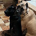 Cherie Neal - @az_realdeal_canecorso Instagram Profile Photo