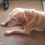 Cherry Deacon - @cherry_the_bradfordian_dog Instagram Profile Photo