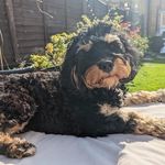 Cheryl Odell - @baileyboothecavapoo_ Instagram Profile Photo