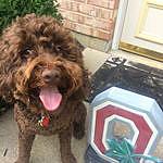 Chester George - @chessie_bear2labradoodle Instagram Profile Photo