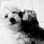Chester y Lucky - @chester_y_lucky Instagram Profile Photo