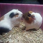Chester and Patch - @chester_and_patch Instagram Profile Photo
