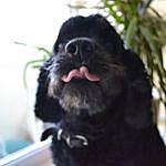 Strange Dog - @chester_the_strangedog Instagram Profile Photo