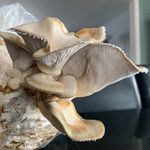 Chris Ragland - @c.r.mushrooms Instagram Profile Photo