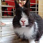 cindy_rabbit_ - @cindy_rabbit_ Instagram Profile Photo